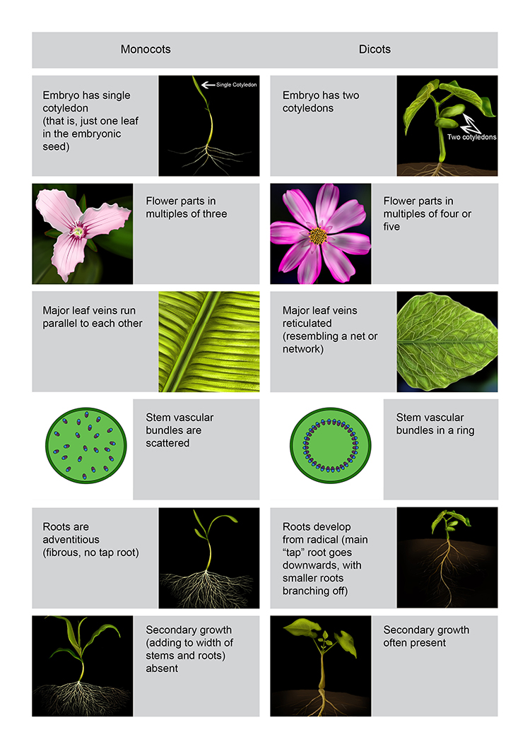 Infographic comparing the differences between monocots left and dicots right